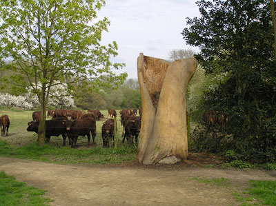 Group of cows by path